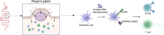#Gastrointestinal Delivery of an mRNA #Vaccine Using Immunostimulatory Polymeric Nanoparticles
| Giovanni Traverso <a href="/kochinstitute/">Koch Institute at MIT</a>; <a href="/BrighamWomens/">Brigham and Women's Hospital</a>; <a href="/MITMechE/">MIT MechE</a> |
rdcu.be/dlqao
#AAPS <a href="/AAPSComms/">American Association of Pharmaceutical Scientists</a> 
#PBAE #mRNAVaccine #OralVaccine