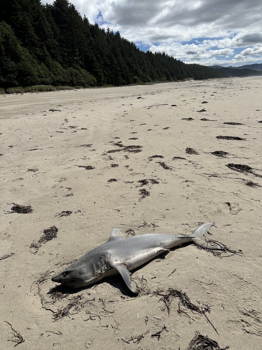 Dr. Sharona Gordon 🏳️🌈 🔬 tweet media