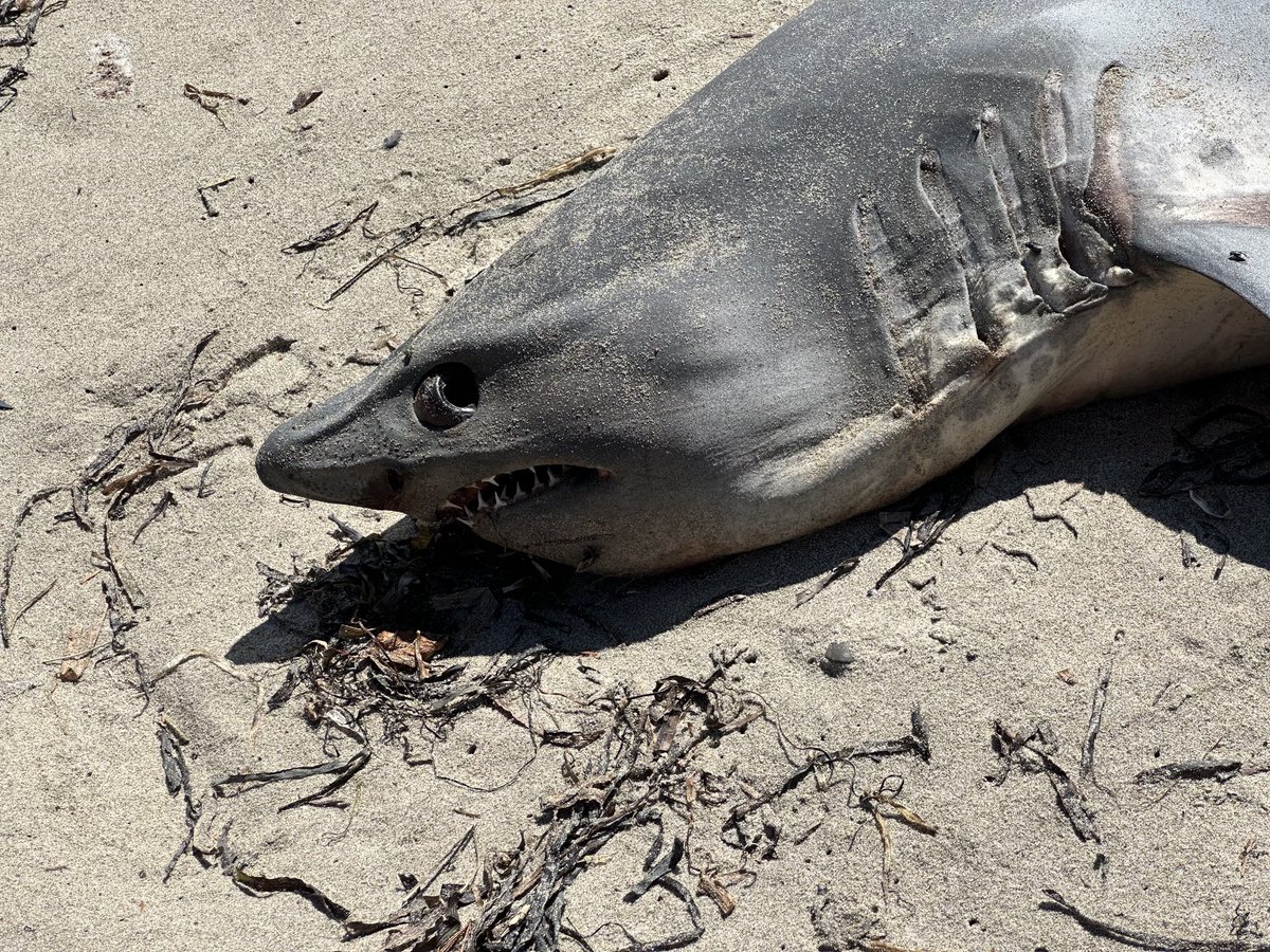 Can anyone tell me what kind of shark this was? Washed up on Oregon coast. Maybe 5’ long.