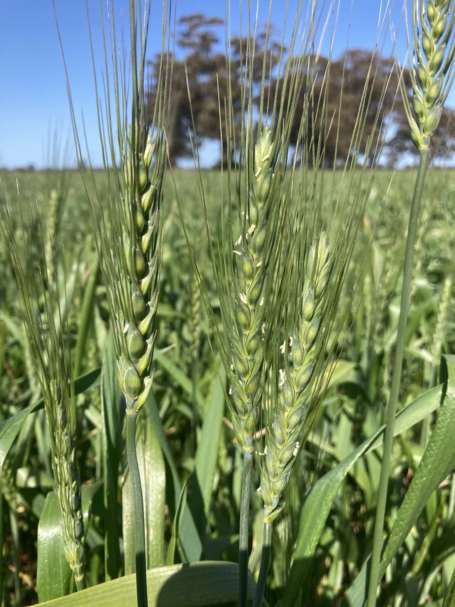 Just a tad early. Don’t think this mornings frost will have hurt but no more please 😬.