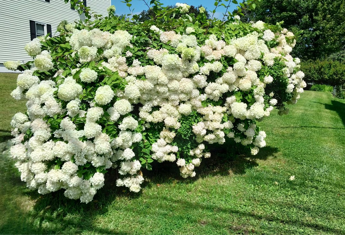 I love my bush … I don’t know what variety this is and it doesn’t matter. 

I see it everyday and it makes me happy 😊😛💖

#flowers #stopandsmelltheroses