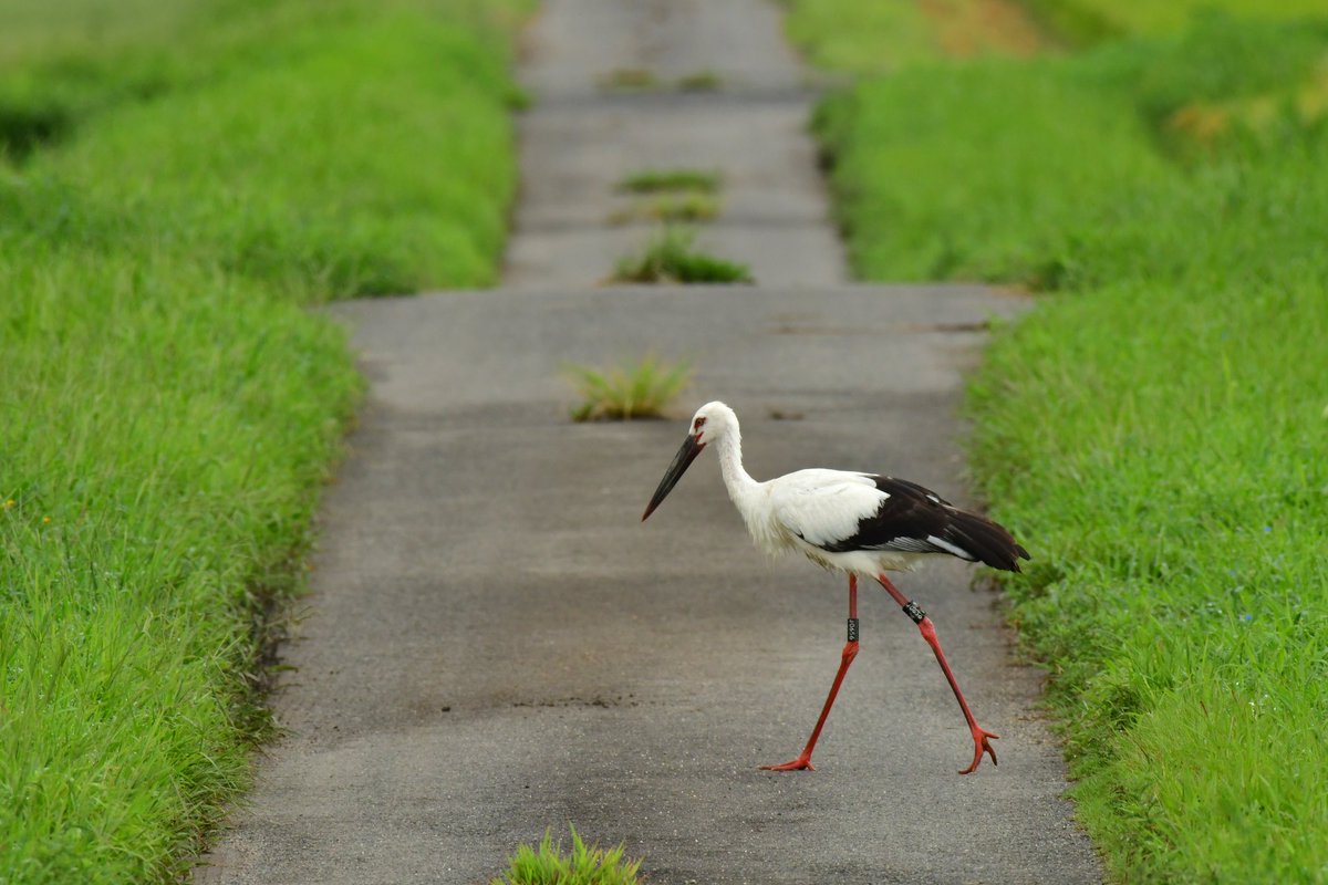 s7t73pf71's tweet photo. 早朝は小雨だったのでコウノトリを撮ってきた。
#コウノトリ #野鳥 #j0656 #j0293 #j0423 #鳥取県 #米子市 https://t.co/9Spohl1cHF