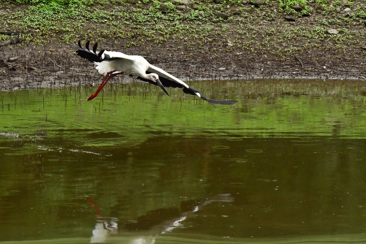 s7t73pf71's tweet photo. 早朝は小雨だったのでコウノトリを撮ってきた。
#コウノトリ #野鳥 #j0656 #j0293 #j0423 #鳥取県 #米子市 https://t.co/9Spohl1cHF