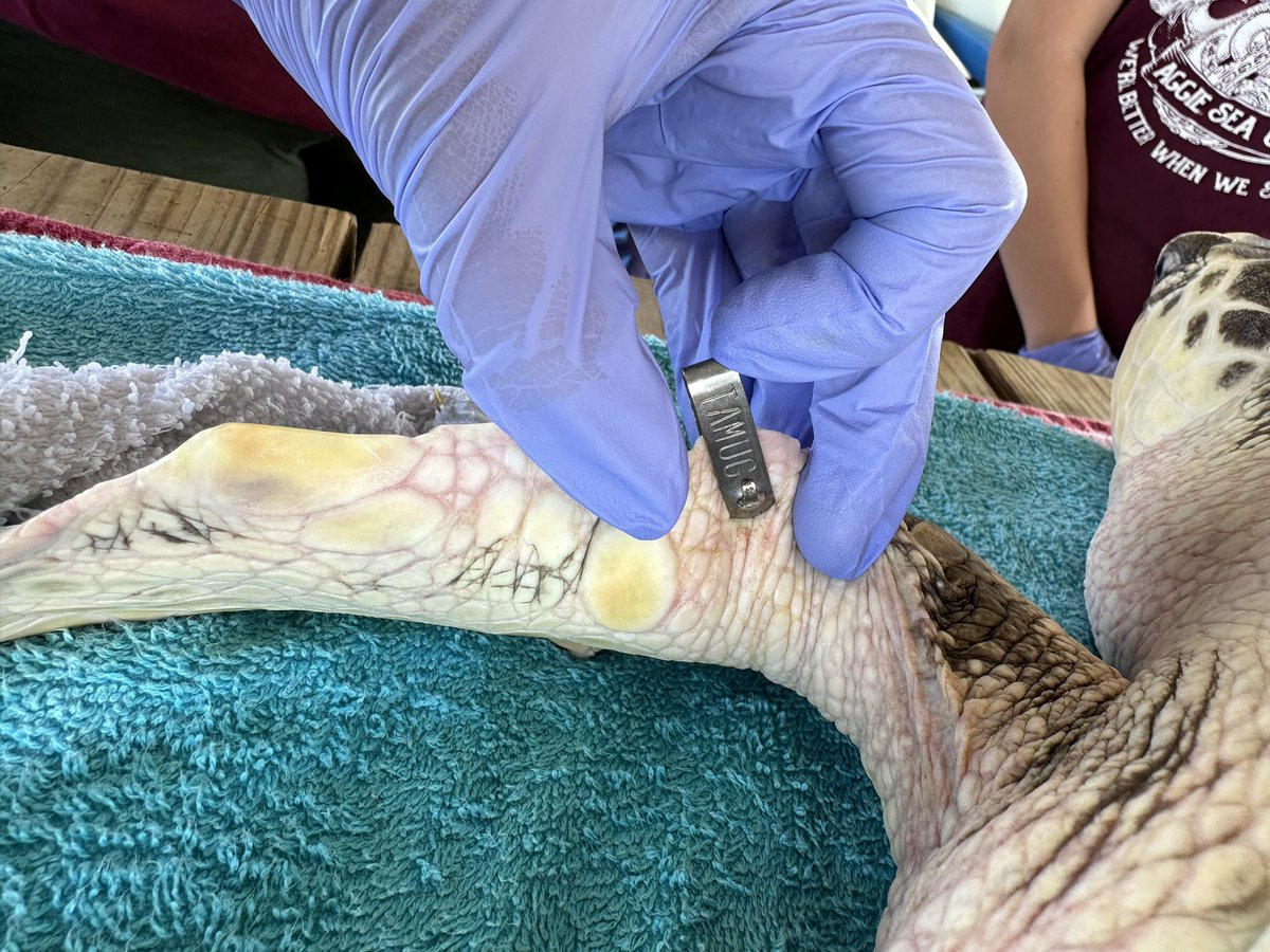 SeaTurtleCenter's tweet photo. This morning, we applied a satellite tag so we will be able to track Tallyβs movements throughout Galveston Bay and the Gulf of Mexico. Stay tuned for more release details and a snapshot of her travels!
#gcstr #everybodyrow #sharethegulf #saveseaturtles https://t.co/jduazPM8KD
