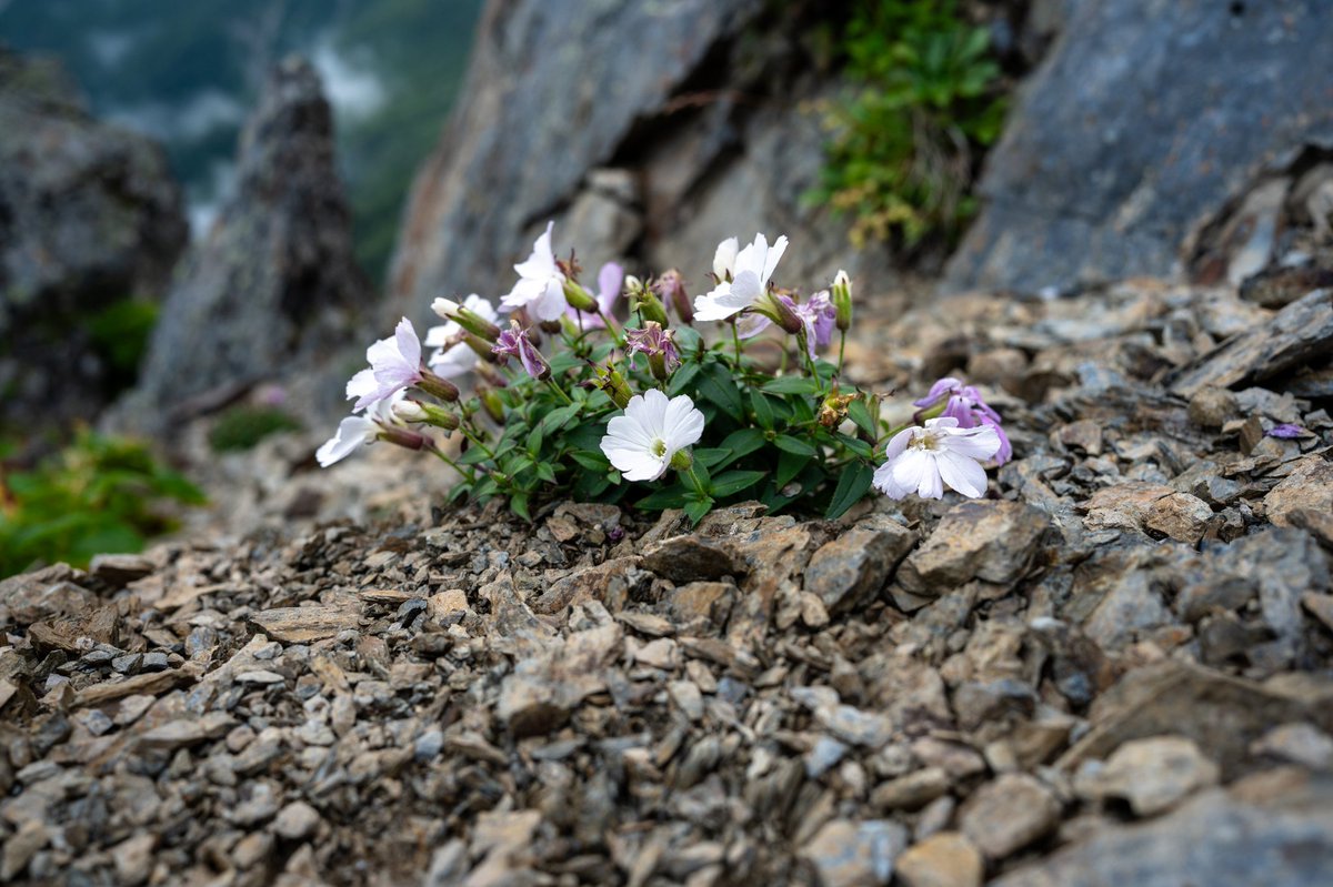 ZShincha's tweet photo. 北岳にて。タカネビランジの花
#高山植物 #タカネビランジ #Nikon #z6 #z26mmf28 https://t.co/0JEzAJaIzB