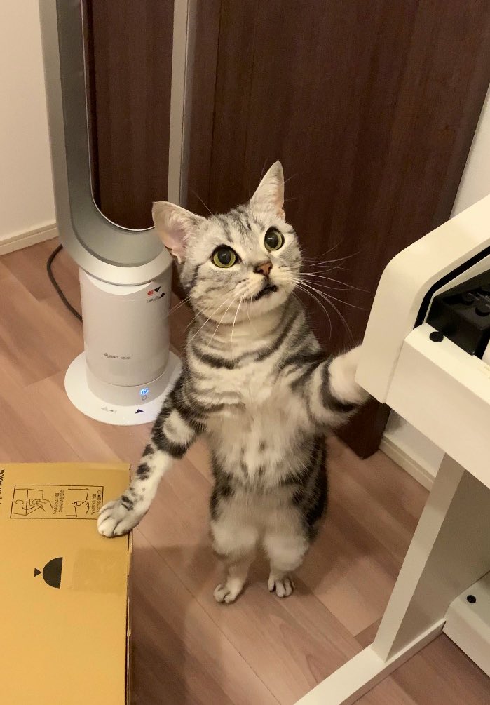 cat_anko3's tweet photo. つかまり立ちできたことに驚いてる🤭 https://t.co/1odMYCPWMY