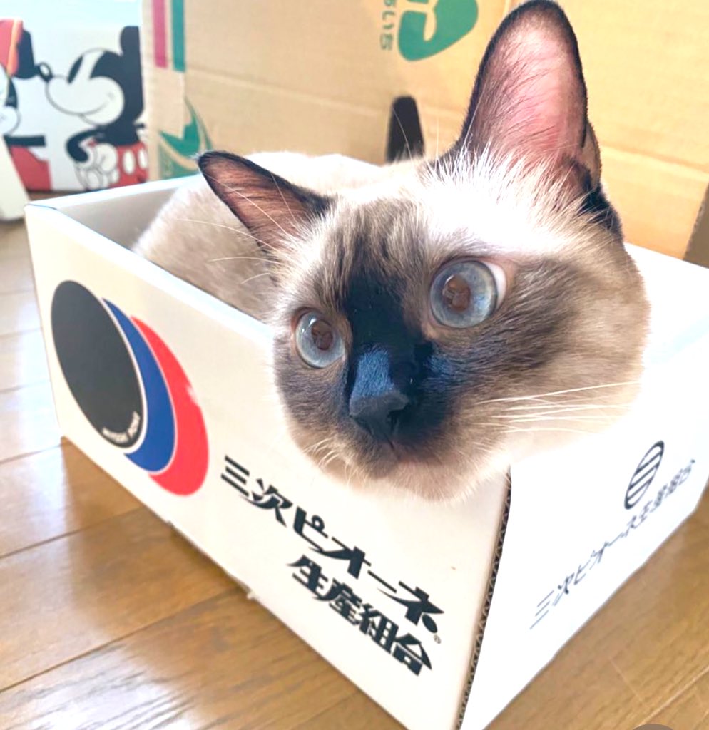 ソレイユ tweet media