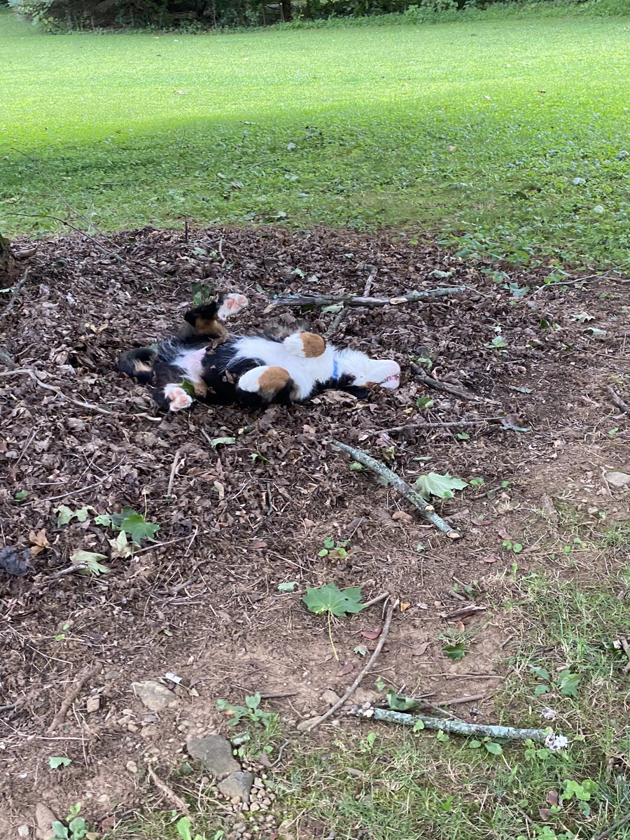 Chris Lundberg tweet media