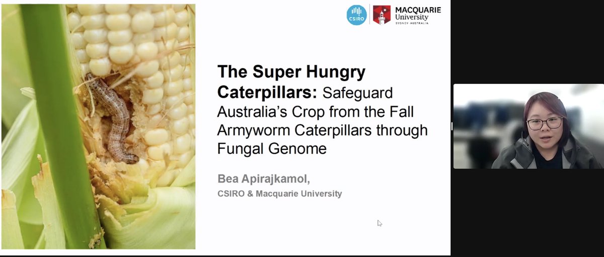 Nonthakorn (Bea) Apirajkamol demonstrates the potential of fungi - Beauveria and Metarhizium- from Oceania as potential biocontrol agents against the fall armyworm, a pest of grains and veggies, which entered Australia in 2020 #MicroSeq2023