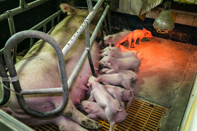 Anima_Int's tweet photo. After years of campaigning, we are now closer than ever to the promised EU law to ban cages for farmed animals, and we will not back down.

President @vonderleyen, please tell us during your #SOTEU, when will the EU #EndTheCageAge?

@PVanKemseke @VDombrovskis https://t.co/b2Lcuo3OxA
