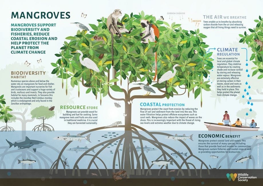 Mangroves are vital ecosystems, especially in Africa, offering numerous benefits:

🌳🌊Biodiversity: Mangroves are crucial habitats for diverse species, providing breeding and feeding grounds while protecting against erosion...
