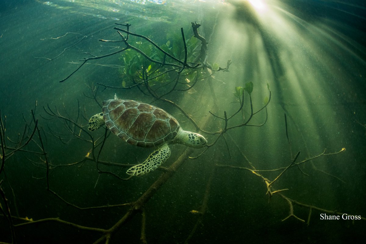 MangroveProject tweet picture