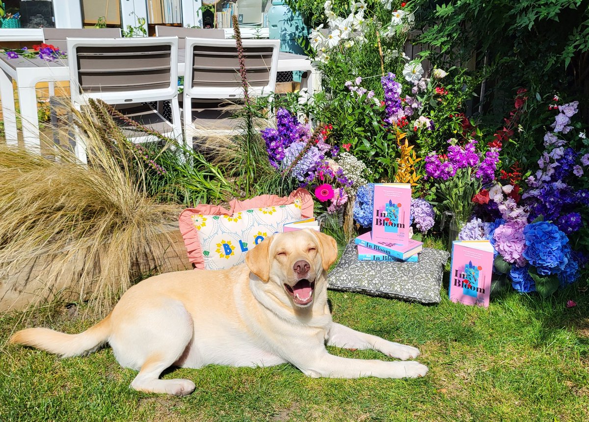 Steve's important job of looking after books and flowers for his mummy, makes him very happy, especially in the sunshine* 🌱🪻😊

#inbloom #inbloomtogether #delphsinbloom #authordogs #choosebookshops 

*Note also the collapsed grasses, which he uses as a shortcut ffs