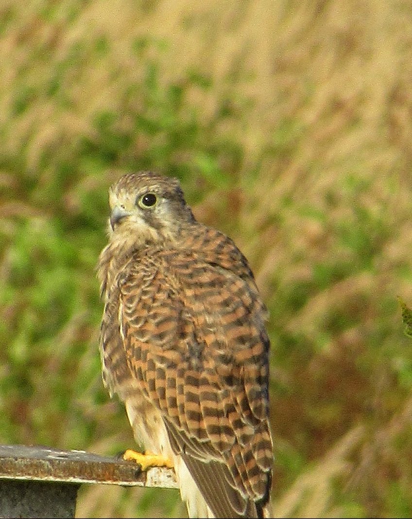 #birds #falcotinnunculus