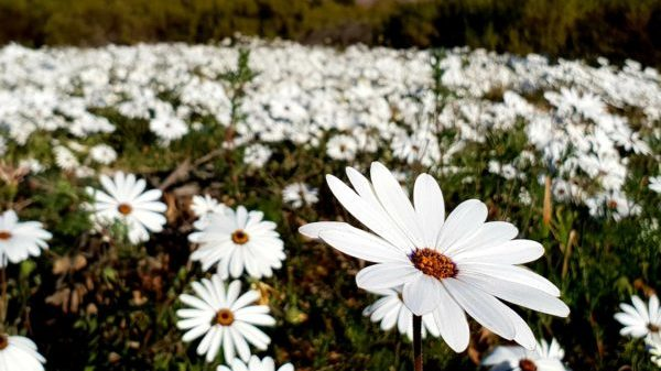 Spring is in the air, and September in Cape Town is the perfect time to enjoy all the excitement and scenery the Mother City has to offer. capetownetc.com/things-to-do/t…