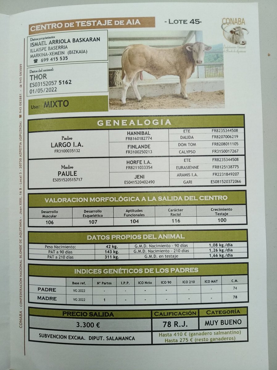 conabaoficial's tweet photo. Hoy, subasta del novillo de testaje. Este año solo hay subasta presencial. https://t.co/XHoo9jHkz8