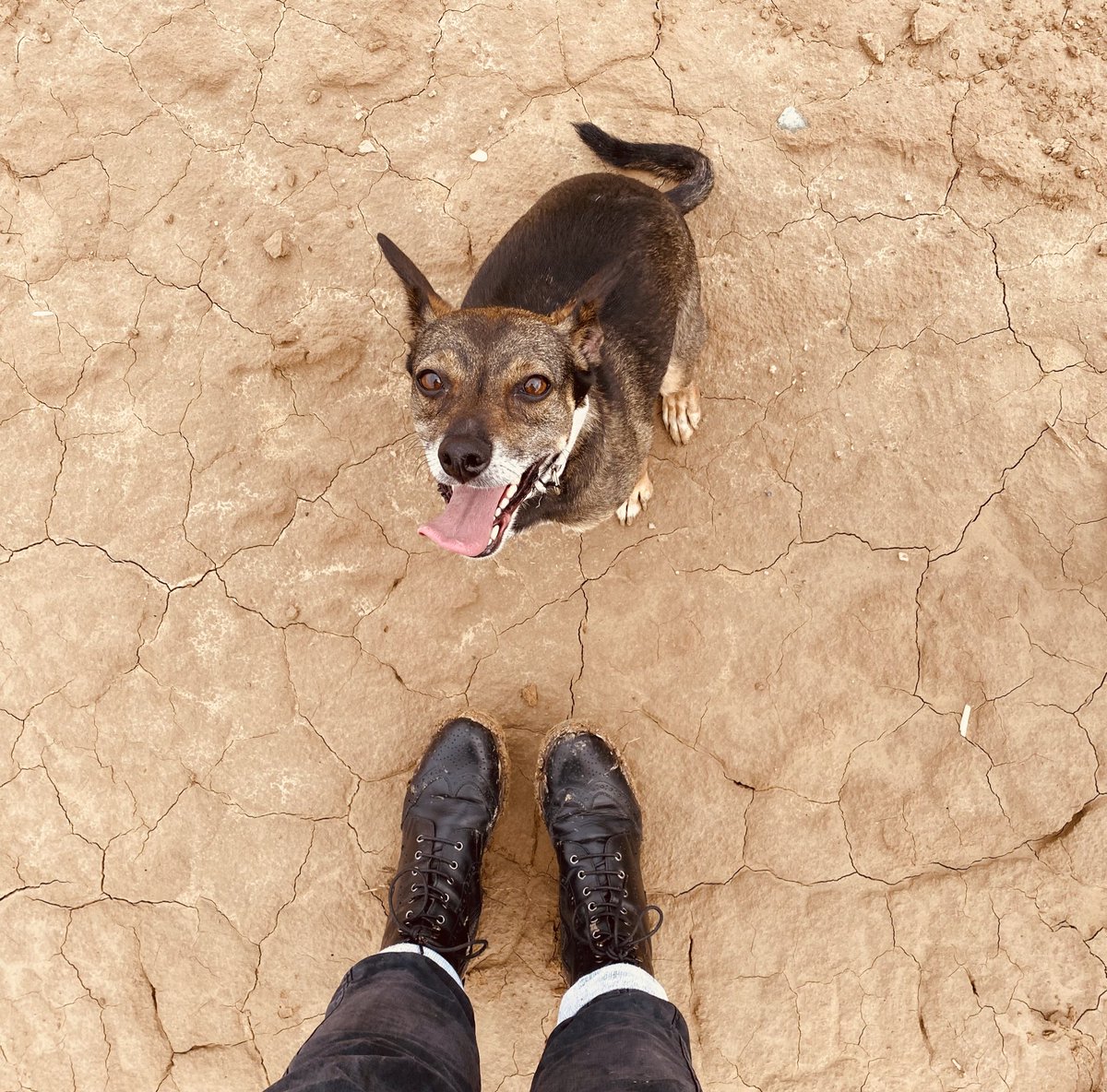 pw_l's tweet photo. September news! 🍂

I am pleased to share I’ll be joining the #empirical #economics 
division of @KozminskiUni 📚this autumn. 

I’m as 🤩 as my dog for walkies. https://t.co/36Rbb91cgO