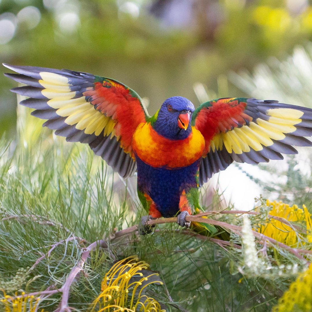 Having taken the top spot as the most counted bird for the #AussieBirdCount for the past 9 years, it’s about time we spotlight them as our #BirdOfTheWeek!

Find out more here: birdlife.org.au/bird-profiles/…

📸 Brian Callaghan, Stephen Garth, Stuart Cox & Di Lymbury