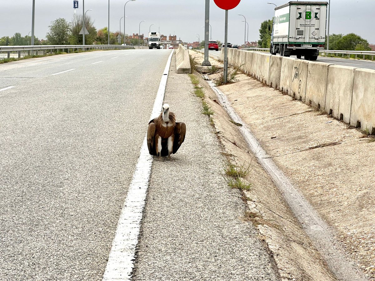 Ayer un controlador del centro de control de Madrid, en Torrejón, se retrasaba en su entrada al servicio de tarde por ayudar a este precioso buitre 😍 que corria peligro de atropello junto a la mediana. Tanto el jefe de sala como la supervisora le dijeron que no se preocupara y