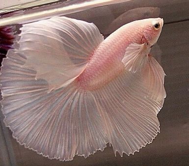 Balik olsam kesin pink betta fish olurdum sunlarin guzelligine bakiinn!!