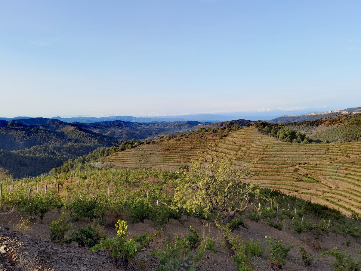 alededrac's tweet photo. #ElPriorat #verema2023 https://t.co/Cb5ev85tIm