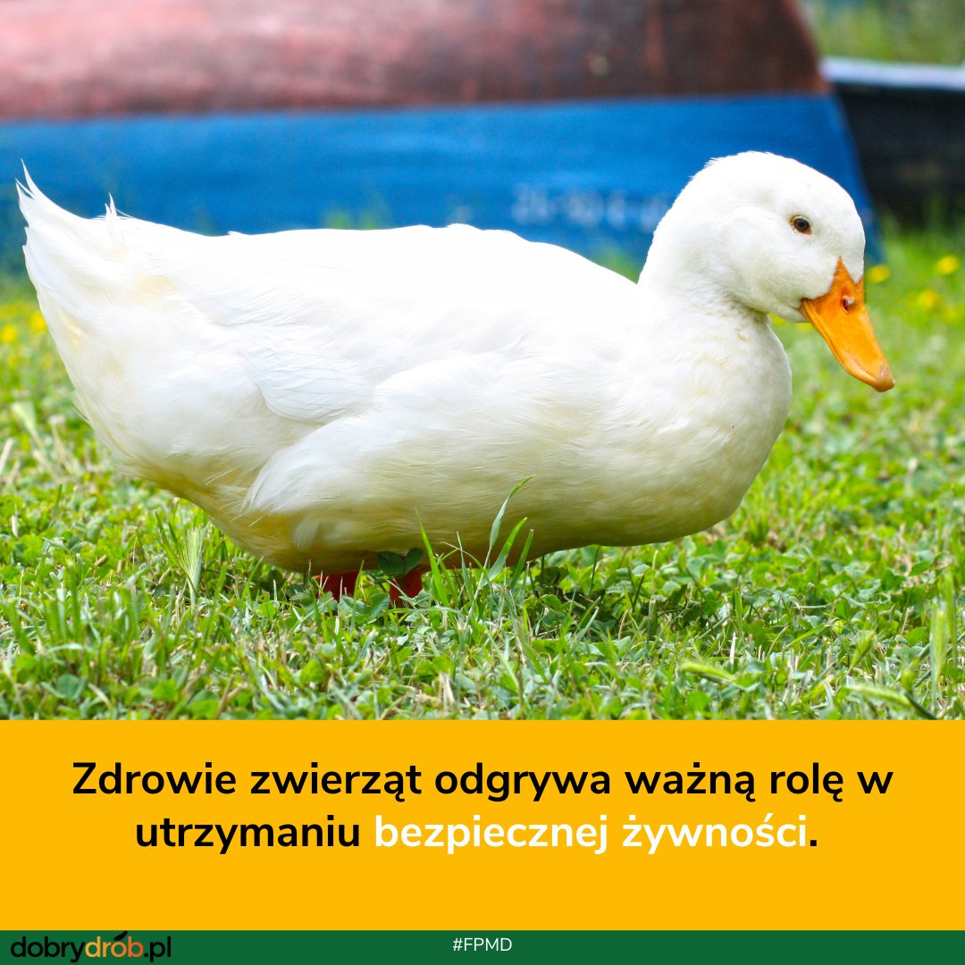 dobry_drob's tweet photo. #BezpiecznaŻywność #ZdrowieZwierząt #FPMD #AnimalHealth @animalhealthEU  https://t.co/Rx6uf34wIV https://t.co/UCD6HG43pV