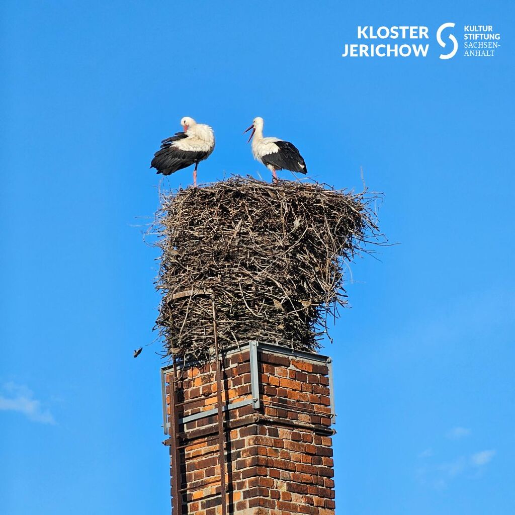 Im #KlosterJerichow waren die #Störche dieses Jahr erfolgreich: alle 3 Jungvögel 🐣 von unseren zwei Pärchen sind ausgewachsen &amp; fliegen nun mit ihren Eltern Richtung Süden 🌴. Wir wünschen ihnen eine gute Reise &amp; freuen uns schon auf ihren Besuch nächstes Jahr!
#storch #jerichow