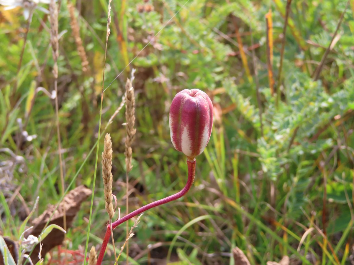 jj_oyun's tweet image. Ойд сайхан байна ... 

#deepforest #AutumnIsComing