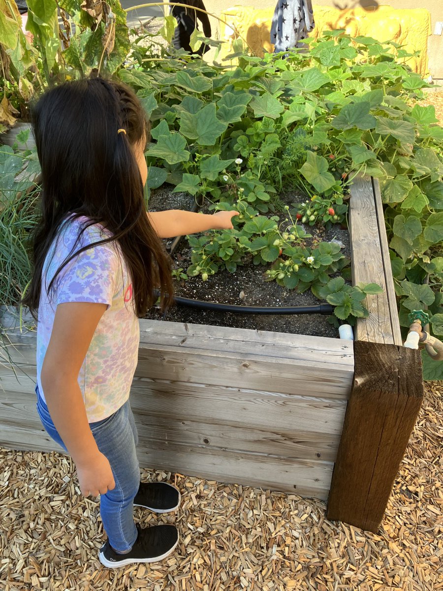 Educators, where did you find joy on the #FirstDayOfSchool? 

How about sharing in a sense of wonder in our #LearningGarden? 

Thank you #Osoyoos community partners &amp; @ssimilkameen educators. It's going to be a great year! ☀️

#placeconcious #bced #edleaders #k12education #sd53