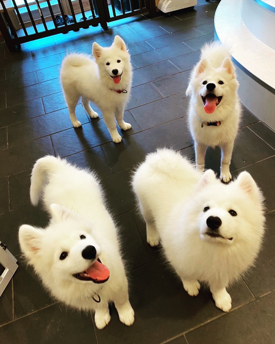 サモエド サモちゃん達からの重要告知‼️】 みなさんいつもうちのサモエド達を愛