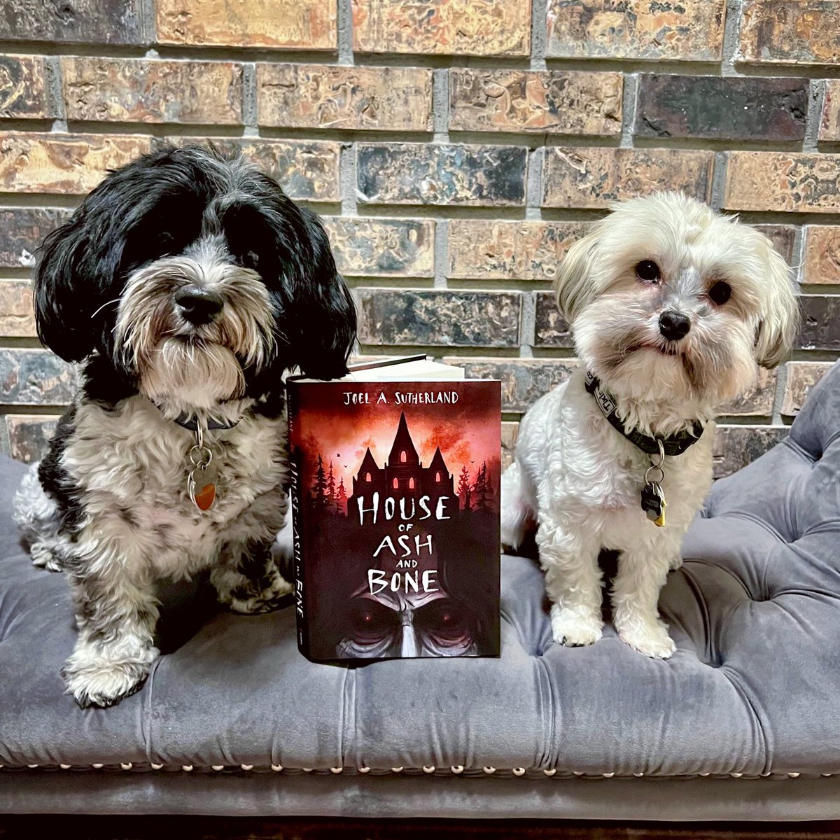 Nothing beats surprise book mail!! Love it when Past-Kristin preorders books! 
The dogs and I can’t wait to jump into ⁦<a href="/joelasutherland/">Joel A. Sutherland</a>⁩’s House of Ash and Bone 🦴