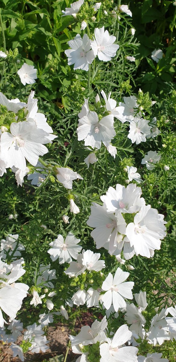 ...девчулям...