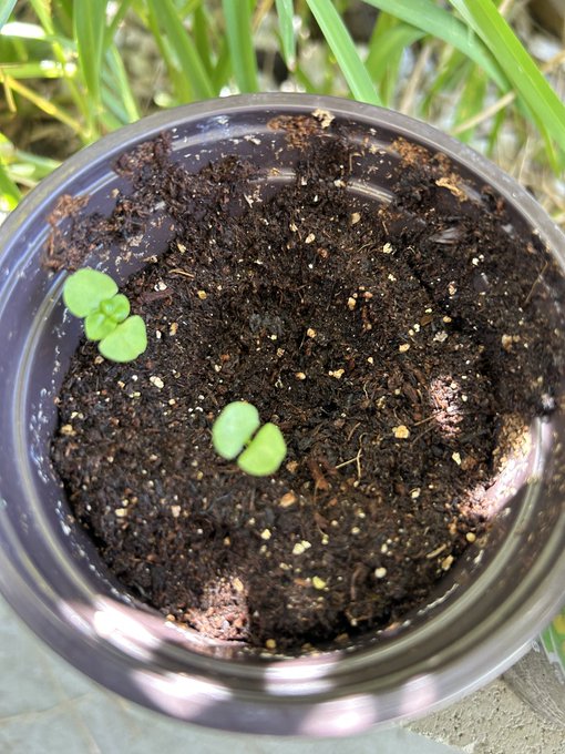 My cilantro and Basil 🥹 https://t.co/0Rdw017fDA