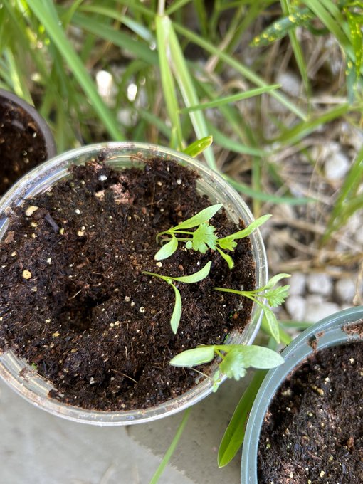 My cilantro and Basil 🥹 https://t.co/0Rdw017fDA