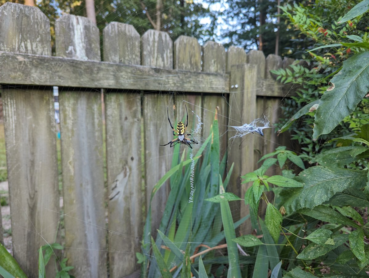 StatueOfDavid's tweet photo. ... about to commit my latest website updates but all I can do is wonder if stephanie had little spider babies #onlyfans #rip #gardenSplendor #process https://t.co/D5jd7Y0qqP