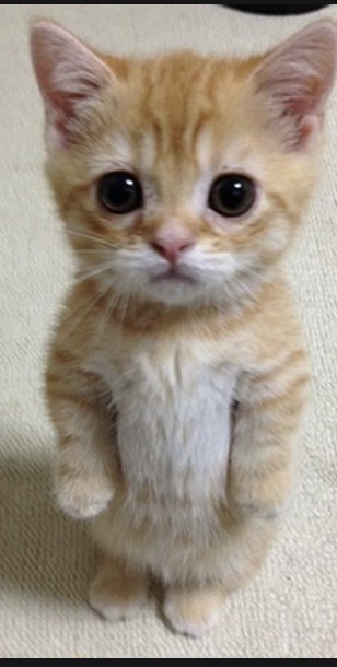 Captain Clover tweet media