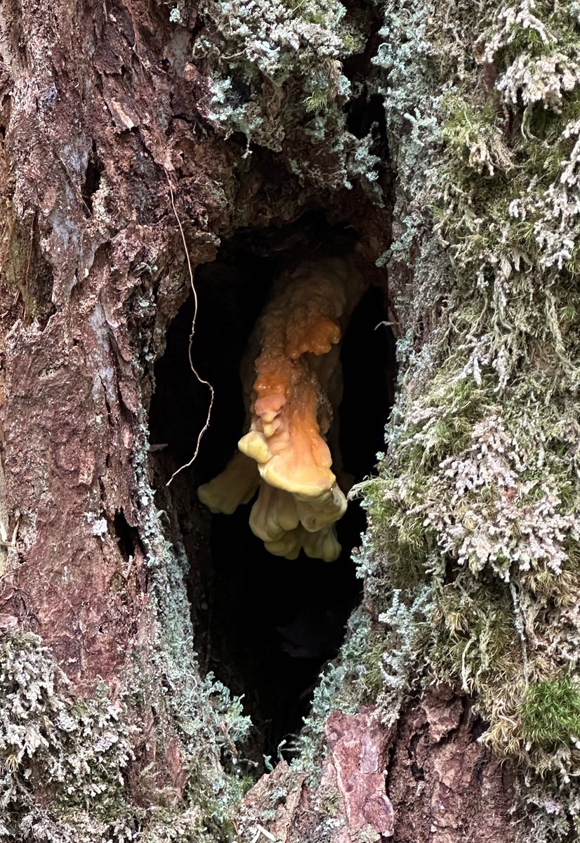pl_anet1's tweet image. so I found this mushroom in alaska and apparently it tastes like chicken