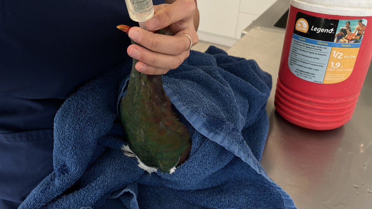 Early morning pickup of a window strike Kererū in Wilton. Arrived at Wellington Zoo around 9 am where The Nest Te Kōhanga team gave it a good checkup, pain relief and fluids. X-rays tomorrow hopefully nothing serious. 💜
#kereru #wellingtonzoo #birdrescue