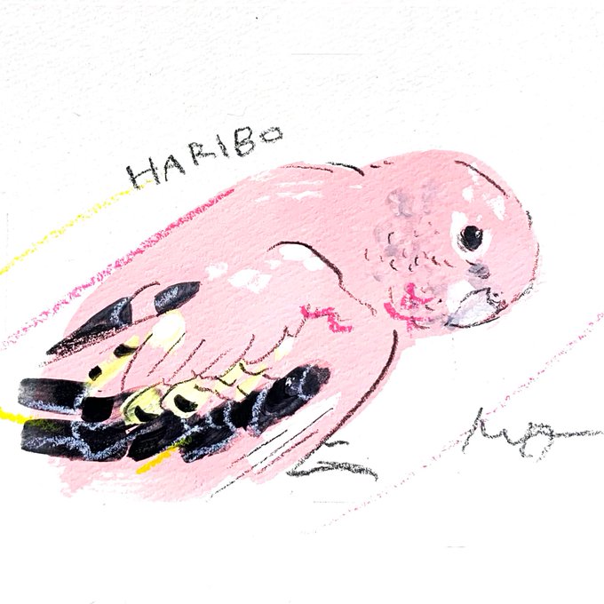 #小鳥のアートフェスタ in横浜オーダーイラストのご紹介癒しのピンク色アキクサインコさん※イベントは終了いたしました 