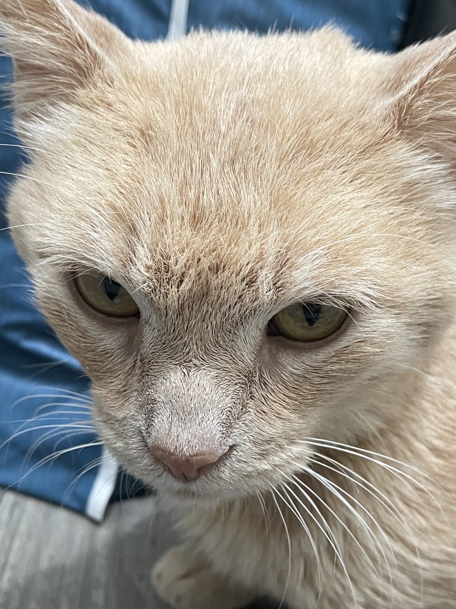 feederofcats's tweet photo. guy who got overstimulated and bit me and is now mad that i'm not petting him while he calms down https://t.co/K7Hc70h63c
