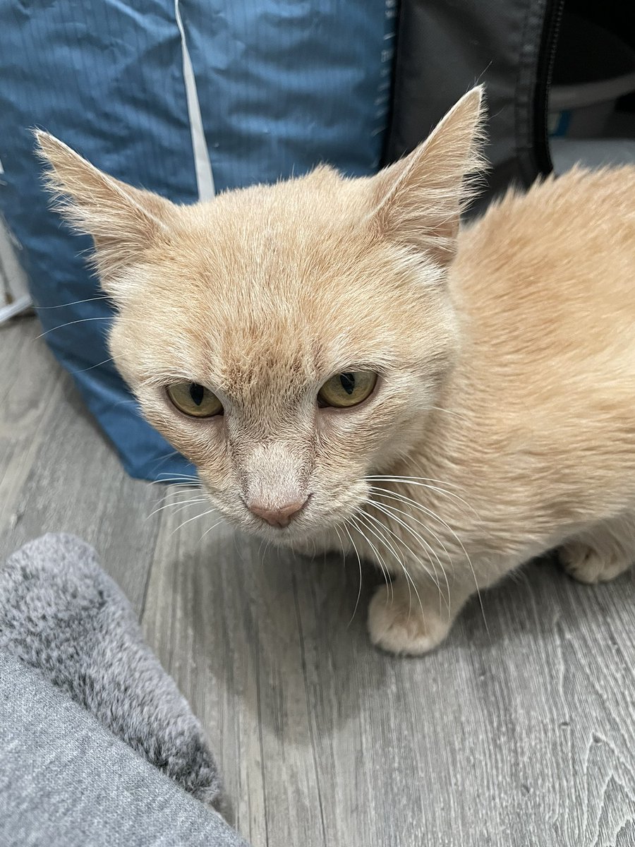feederofcats's tweet photo. guy who got overstimulated and bit me and is now mad that i'm not petting him while he calms down https://t.co/K7Hc70h63c