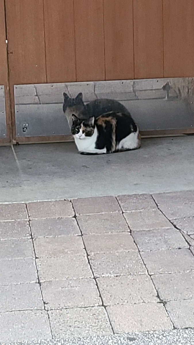 SeikeBer's tweet image. There's a kitty just laofing at my work 🥰🥰 #workingkitty