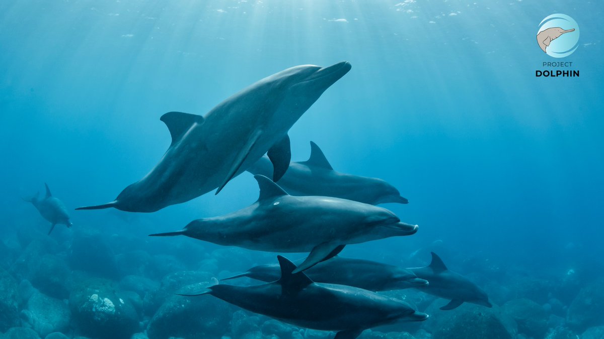 Glad to share that Project Dolphin has come out with its first trimonthly Newsletter. 

I am sure that readers will find it useful and it will generate awareness on actions being taken for conservation of dolphins in the country.

Enjoy reading !

📰flipbookpdf.net/web/site/0edff…