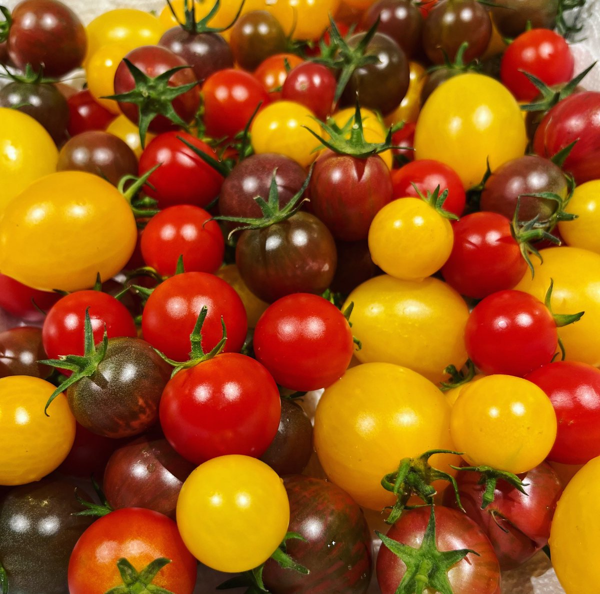 Another great harvest of <a href="/westcoastseeds/">West Coast Seeds</a> golden rave golden nugget sweet million black cherry purple bumblee cherry tomatoes #urbangarden #urbangardening #tomatoharvest #tomatoes🍅 #tomatoes #food #growyourfood #fruits #vegetables