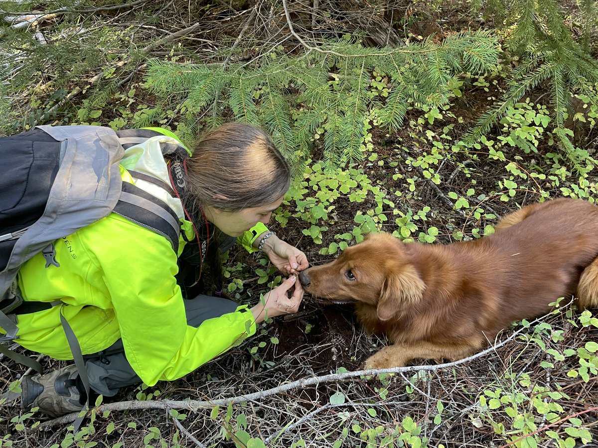 My sister is applying for the #GRFP and is looking for example essays. She’s going to study #truffles and #FireEcology, but says essays from any subjects would be helpful. Suggestions on where she can read examples?