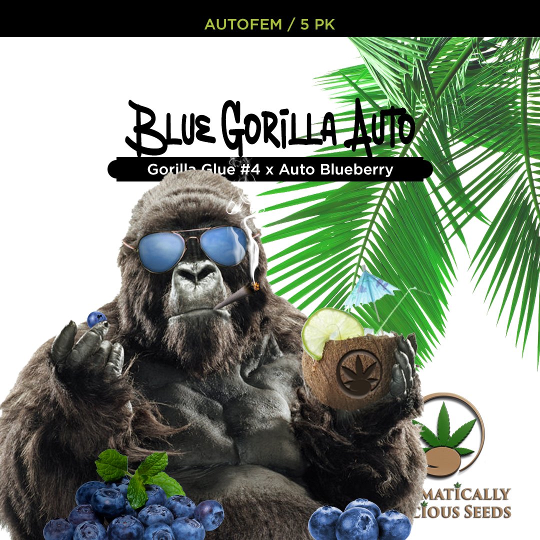 AutoDelish's tweet image. Trust us, you're going to go ape over this! See for yourself: bit.ly/auto-delish-se… 

#Cannabis #CannabisCommunity #cannabislife #420community #420friendly #420Life #cannabisgrowers #seedsherenow #Bitcoin #Crypto #autodelish