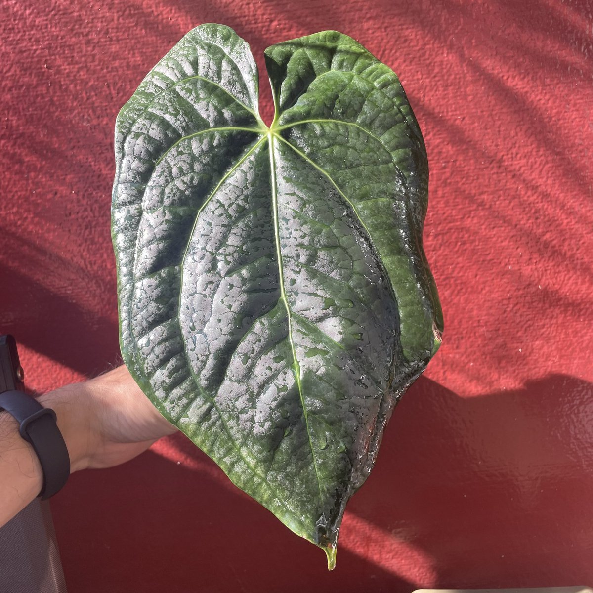 jungler_jp's tweet photo. 黒光ってますね〜

Anthurium Raven Soul アンスリウム
Aturium crystallinum × Anthurium
luxurians) https://t.co/uK50nfKcaN