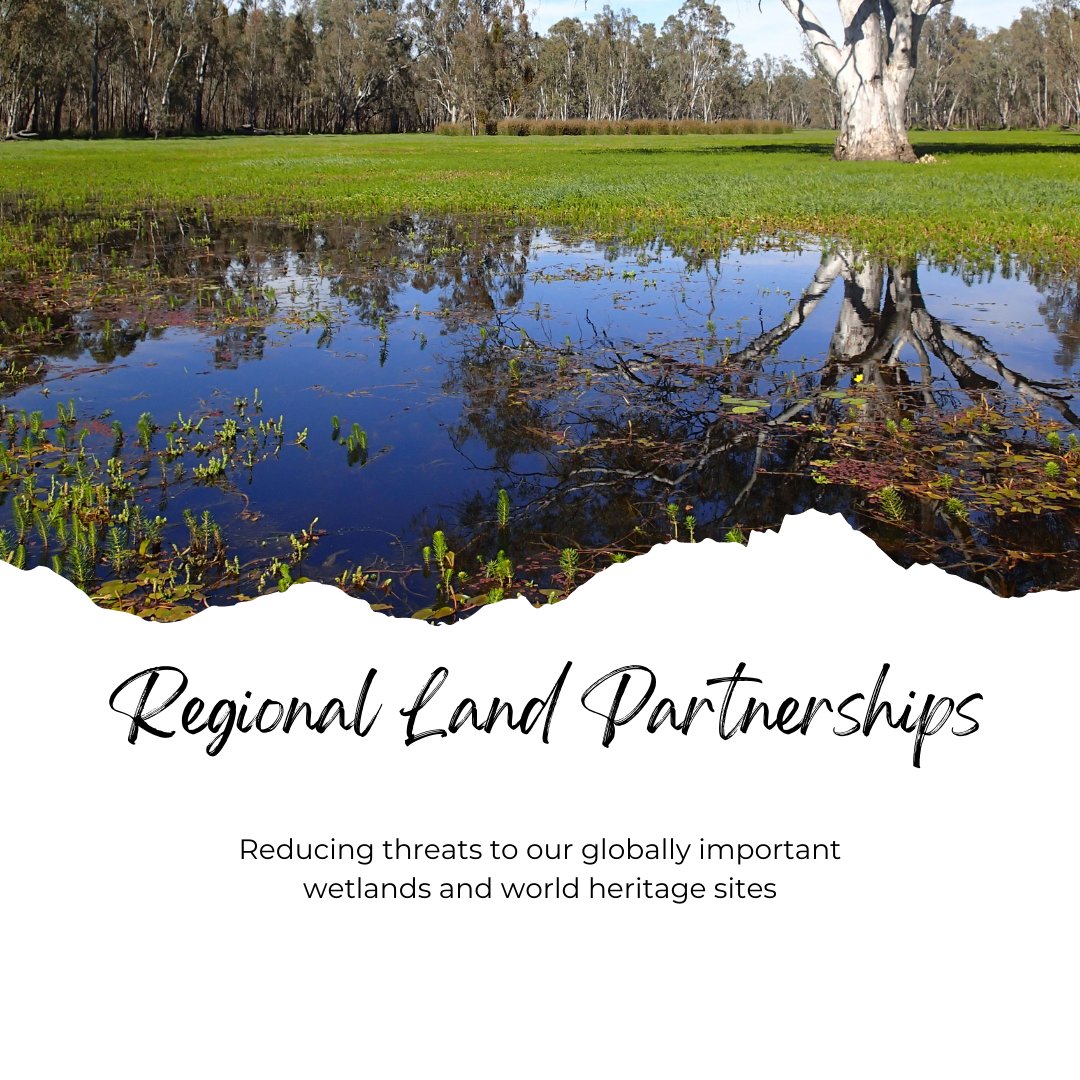 Victoria is home to globally recognised Ramsar wetlands and heritage sites, protected for their vital biodiversity and environmental significance.
Visit our website for more info on the Barmah Country Project.
@AusLandcare
@dcceew
@DeptAgNews

#Landcare