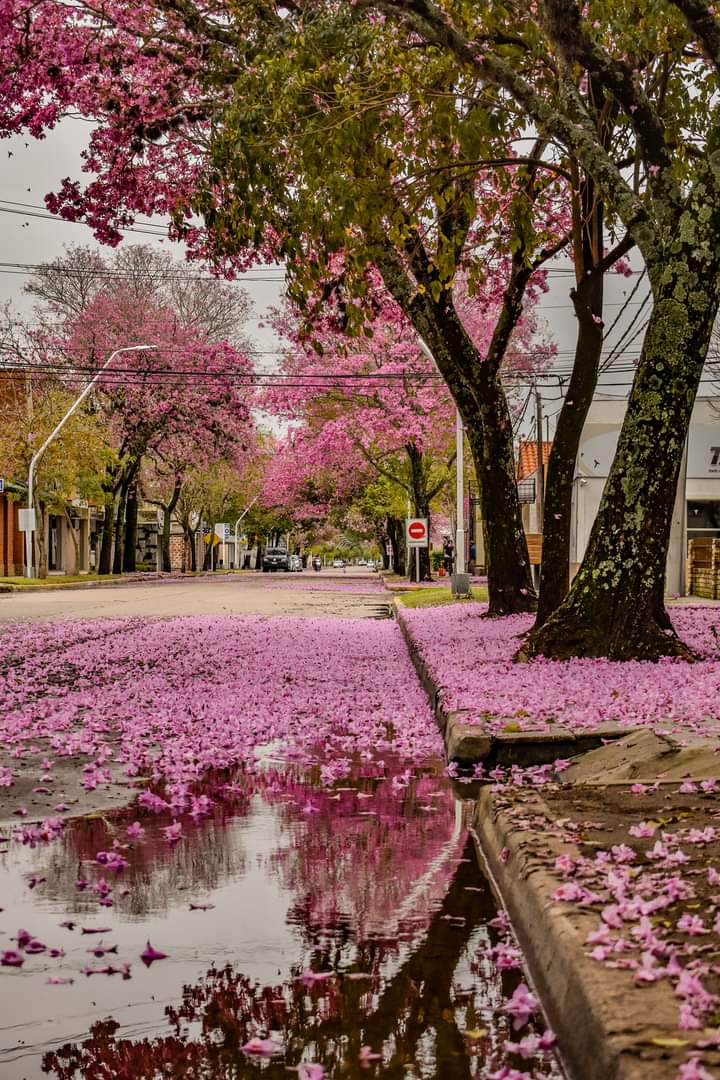 ariiCuevas16's tweet photo. Yo cuando voy caminando por la calle mirando los lapachos https://t.co/pkLAbZBLQZ