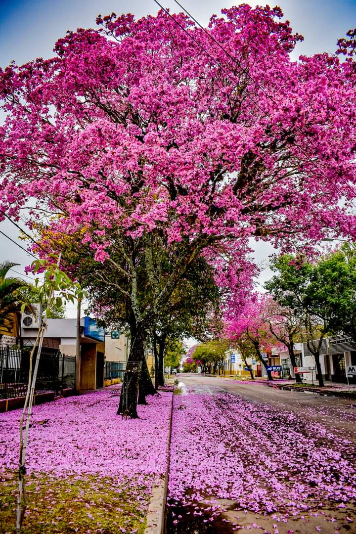 ariiCuevas16's tweet photo. Yo cuando voy caminando por la calle mirando los lapachos https://t.co/pkLAbZBLQZ